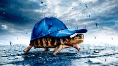 Animals tortoises baseball caps