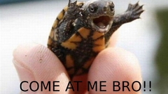 Animals turtles come at