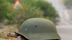 Animals turtles helmets