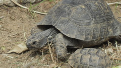 Animals turtles Reptiles baby