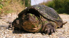 Animals turtles snapping turtles