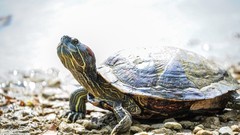 Animals turtles tortoises