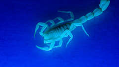 Animals Ultraviolet scorpions Simple