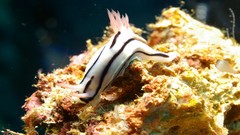 Animals underwater Nudibranchia sea slugs