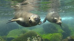 Animals underwater Seals