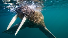 Animals underwater waruls