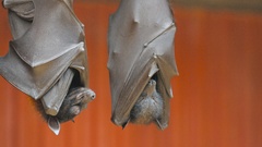 Animals upside down bats