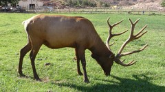Animals USA deer elk