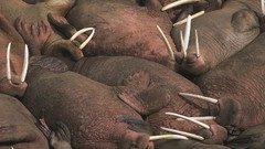 Animals walrus