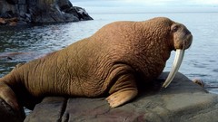 Animals walrus wildlife