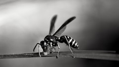 Animals wasp insects sting
