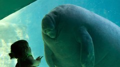 Animals water aquarium tanks little girl manatee