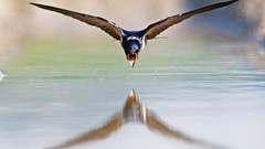 Animals water Birds hunt