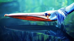 Animals water Birds Pelicans