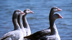 Animals water Birds Portugal geese lakes goose 1981 Barragem do 