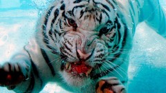 Animals water diving white tiger