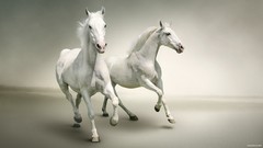 Animals water Horses running White Horse cgi