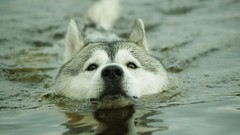 Animals water Huskies swimming