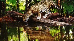 Animals water jungle reflections palm leaves jaguars