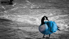 Animals water ocean Birds Ducks geese outdoors Photo 