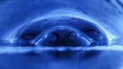 Animals water Seals elephant seals