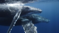 Animals water Whales underwater Humpback whale