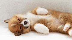 Animals welsh corgi