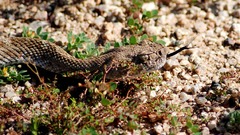 Animals western diamondback "Rattle"
