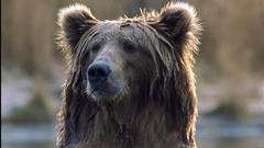 Animals wet Bears wild