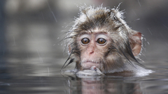 Animals wet monkeys primates