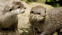 Animals wet Otters