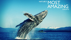 Animals Whales