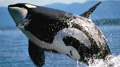 Animals Whales killer whales