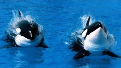 Animals Whales killer whales