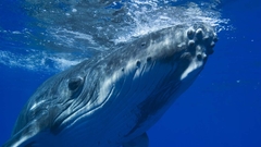 Animals Whales Mammals underwater