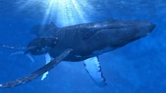 Animals Whales underwater Humpback whale baby animals
