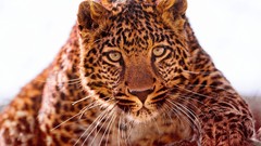 Animals white background Leopards faces action shot