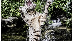 Animals white Bengal