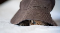 Animals white cats Kittens hats beds feline hidden ben torode