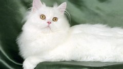Animals white cats Persian