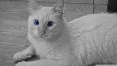Animals white cats sepia blue eyes Azul