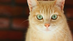 Animals white cats tabby whiskers