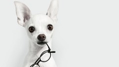 Animals white Dogs glasses white background chihuahua