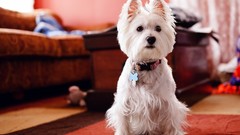 Animals white Dogs westie