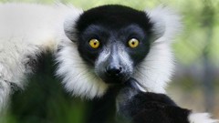 Animals white lemur Indri