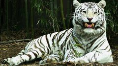 Animals white tiger