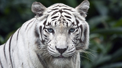 Animals white tiger
