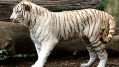 Animals white tiger