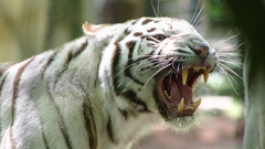 Animals white tiger feline