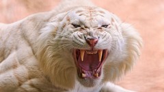 Animals white tiger Tigers angry tooth